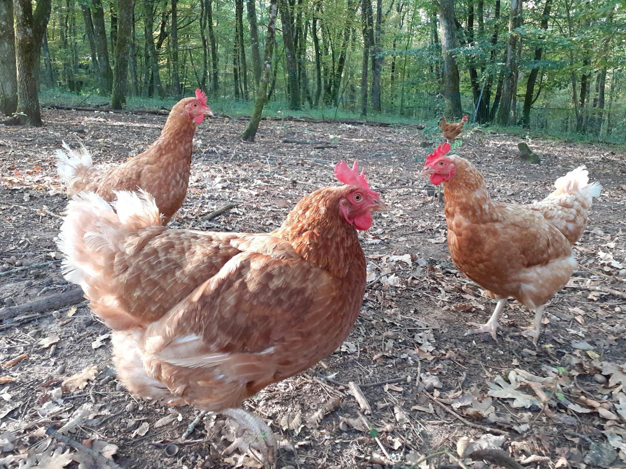 La Cabane De L'Oiseau Couze-et-Saint-Front Bagian luar foto